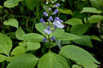 Showy skullcap